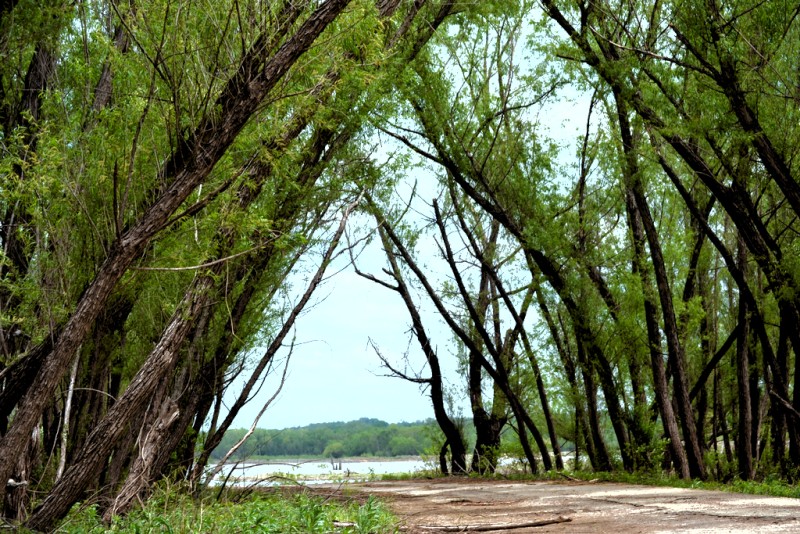 Gateway of trees to river access